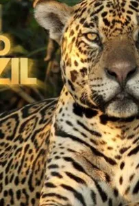 Дикая Бразилия (сериал 2014)